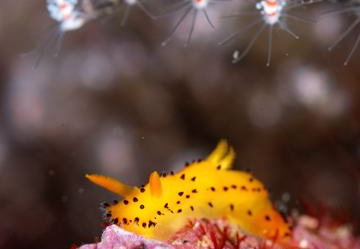 ヤグルマウミウシ