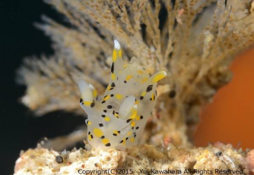 ミズタマウミウシ