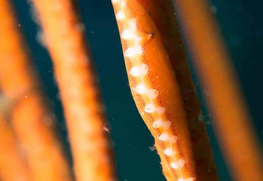 ヨシオキヌヅツミ