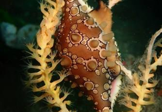 ウミウサギ図鑑