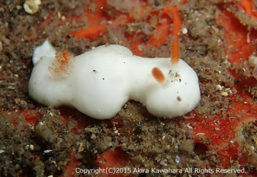 20150530073352-8251f81f