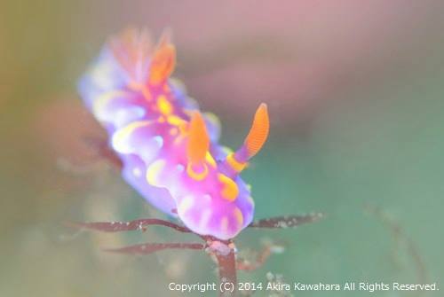 ミアミラウミウシ