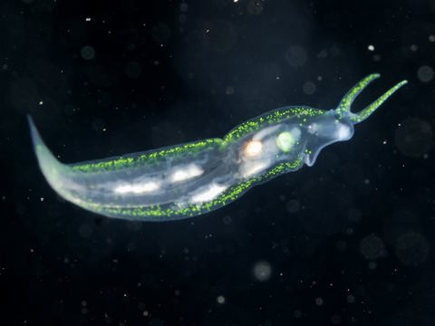 ササノハウミウシ