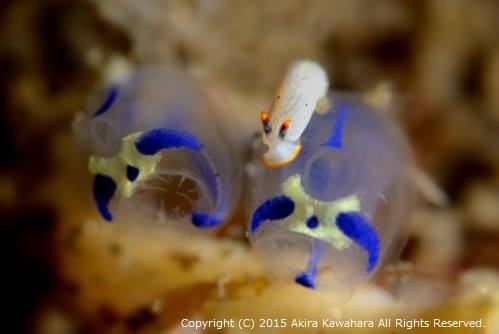 カメキオトメウミウシ