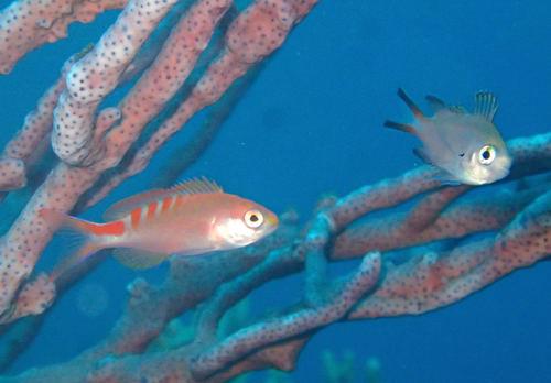 アカボシハナゴイ